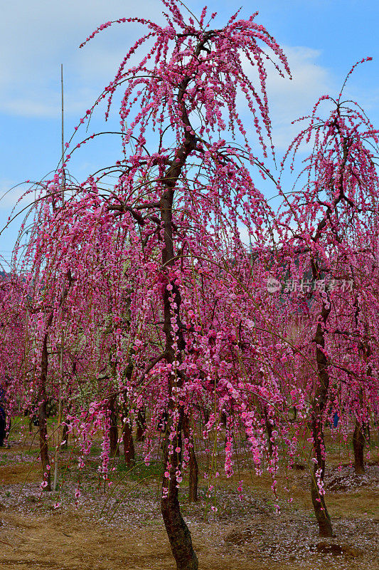 日本Soga Plum Grove的粉白梅花盛开